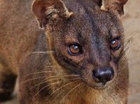 Fossa