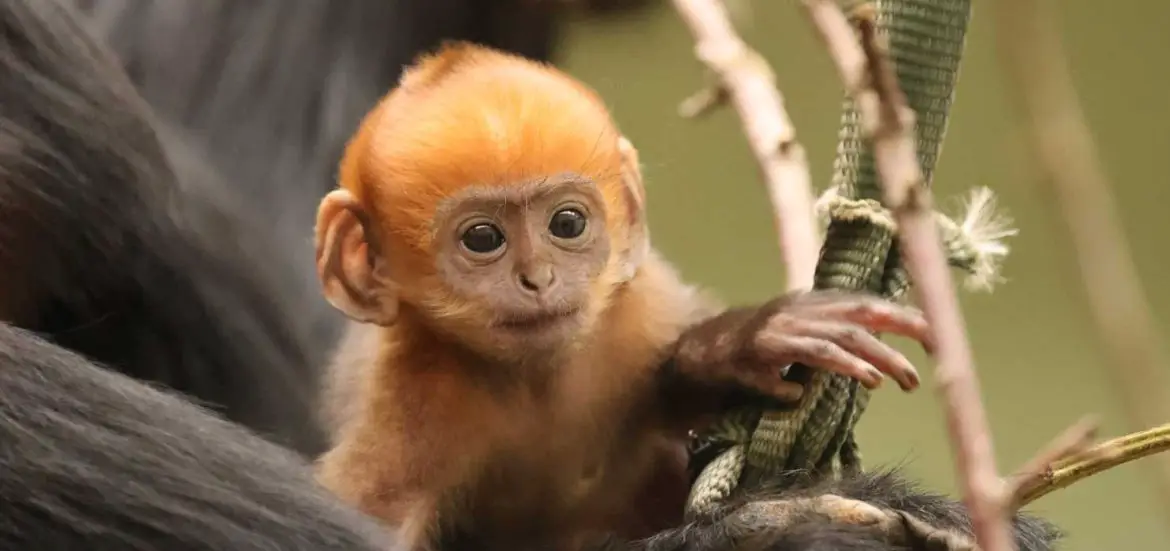 ZSL Whipsnade Zoo Francois Langur Infant