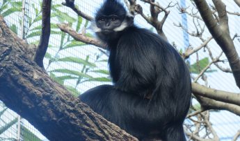 François' langur