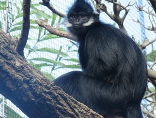 François' langur