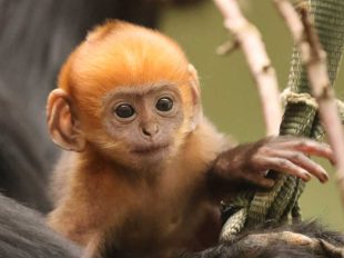 ZSL Whipsnade Zoo Francois Langur Infant