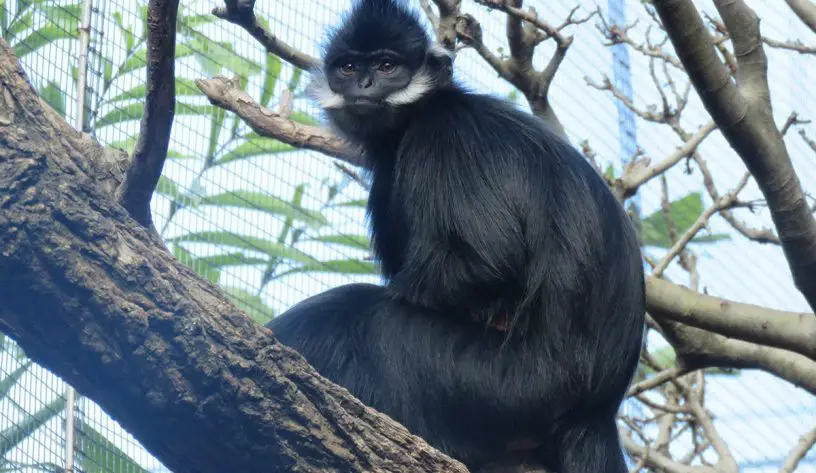 François' langur