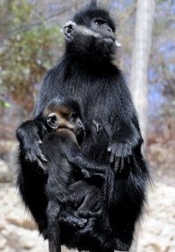 François' langur