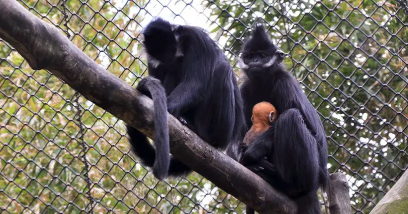 François' langur