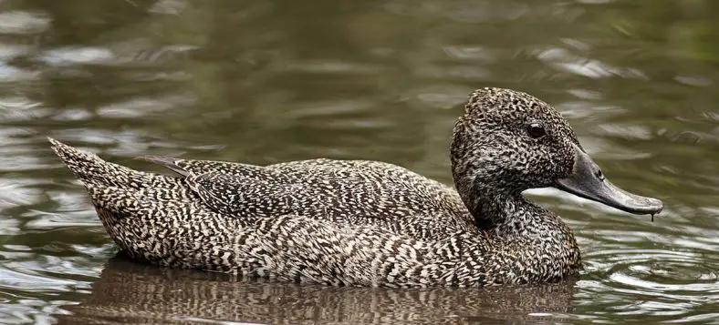 Freckled Duck