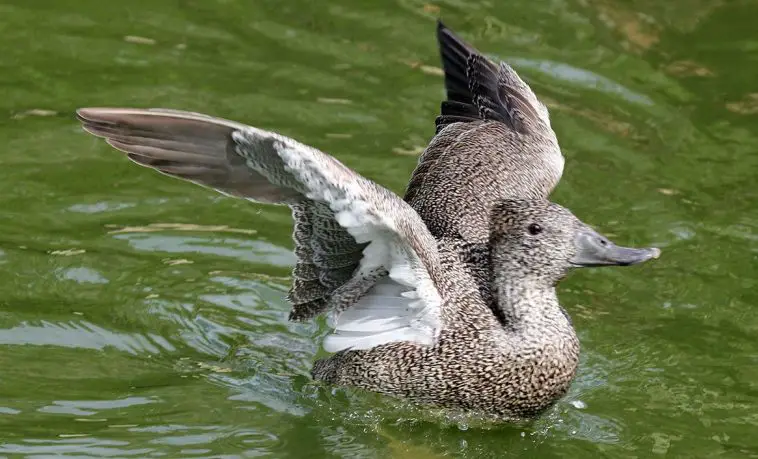 Freckled Duck