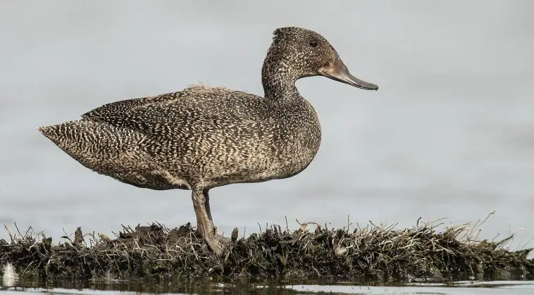 Freckled Duck