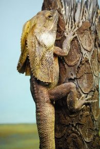 frilled-neck lizard