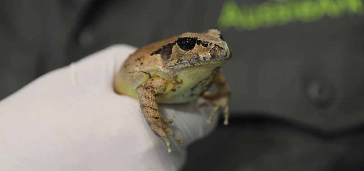 Frog Health Check at Aussie Ark
