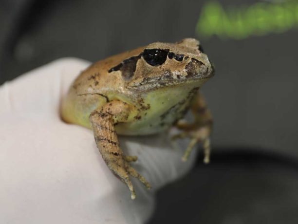 Frog Health Check at Aussie Ark