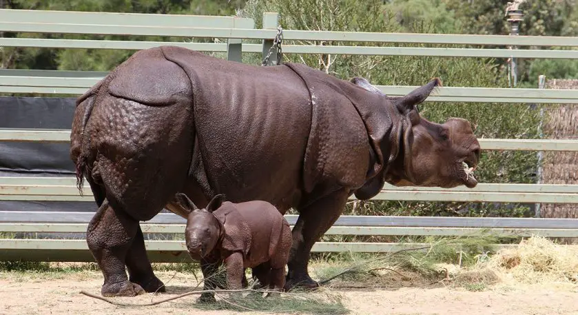Greater One Horned Rhino Calf Taronga Western Plains Zoo