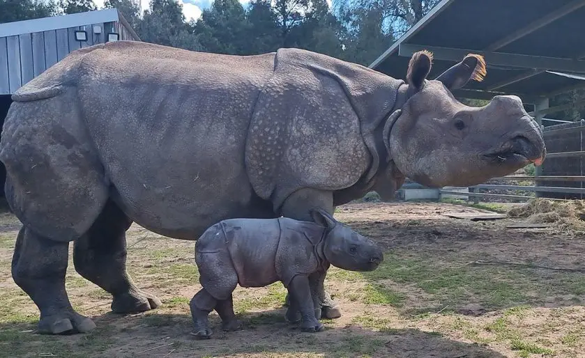 Greater One Horned Rhino Calf Taronga Western Plains Zoo