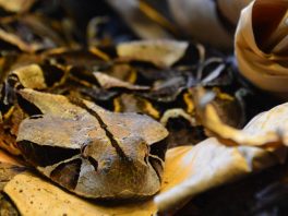 gaboon viper