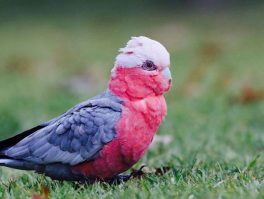 Galah