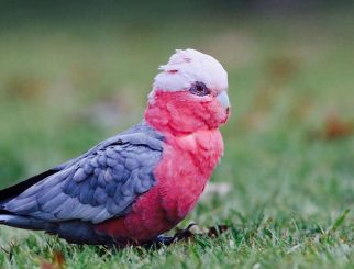 Galah