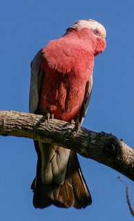 Galah