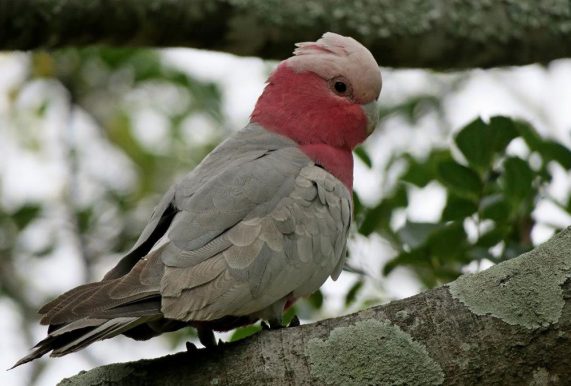 Galah