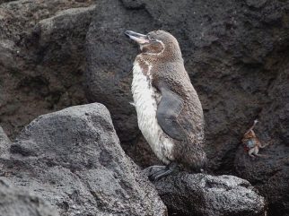Galapagos Penguin