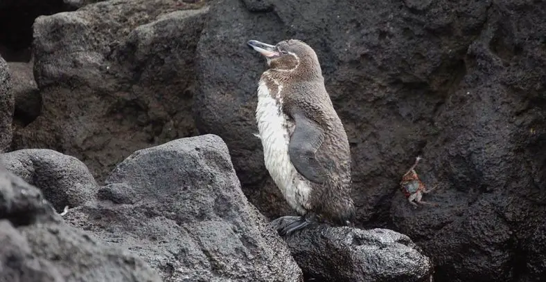Galapagos Penguin