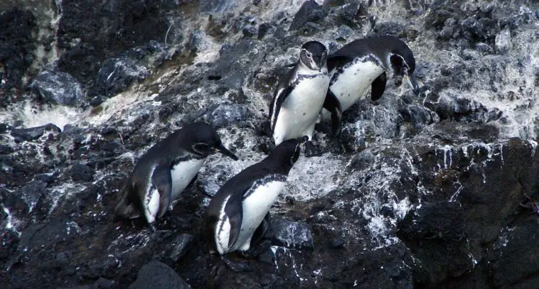 Galapagos Penguin