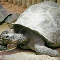 Galapagos tortoise