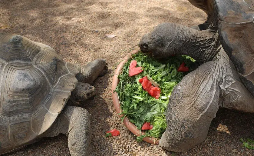 Galapagos Tortoise Love Affair Australian Reptile Park