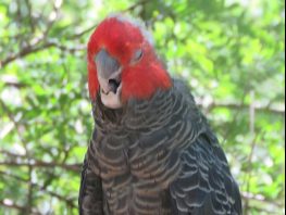 gang gang cockatoo