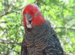 gang gang cockatoo