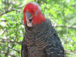gang gang cockatoo