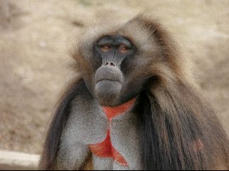 gelada