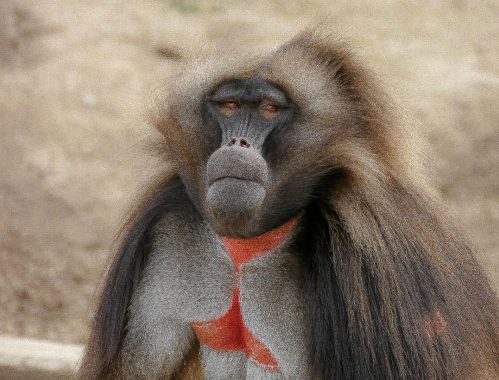 gelada