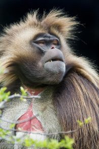 gelada