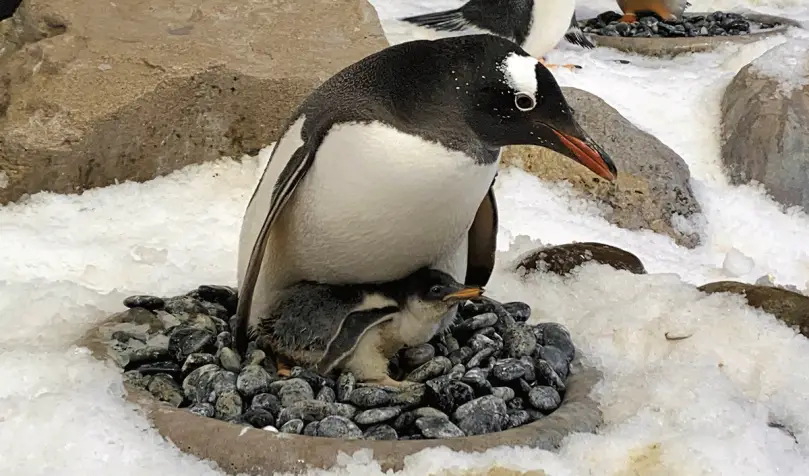 sea life melbourne aquarium penguin chick