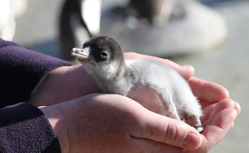 Gentoo Chicks Edinburgh