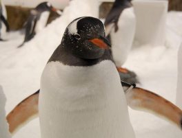 gentoo penguin