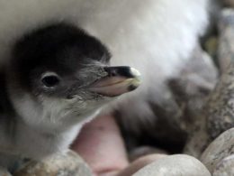 Gentoo Penguin Chicks at RZSS Edinburgh Zoo
