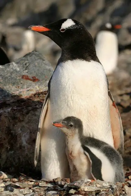 Gentoo Penguin | The Animal Facts | Appearance, Diet, Habitat, Behavior