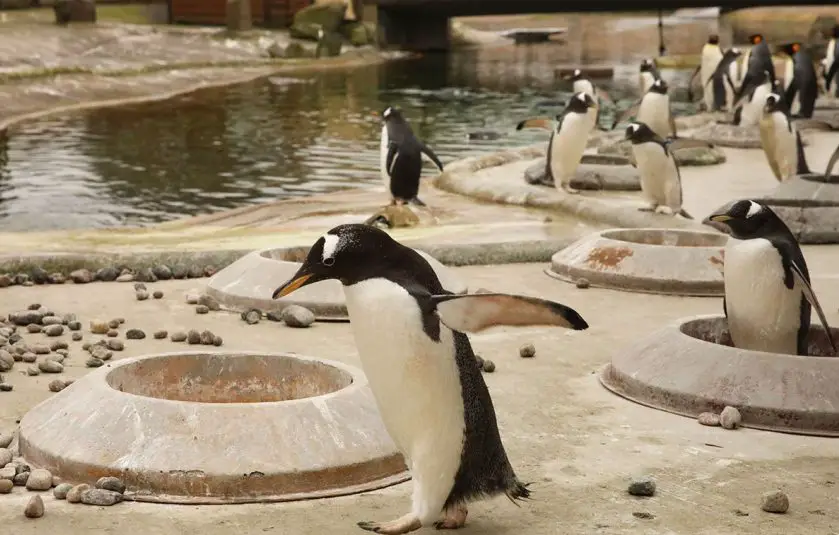 gentoo penguin nesting season Edinburgh Zoo