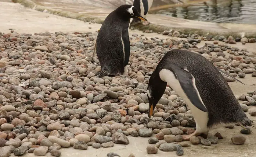 gentoo penguin nesting season Edinburgh Zoo