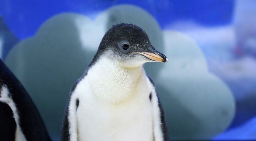 gentoo penguin chicks SEA LIFE Kelly Tarlton's