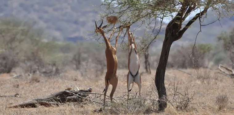 Gerenuk (Litocranius walleri)