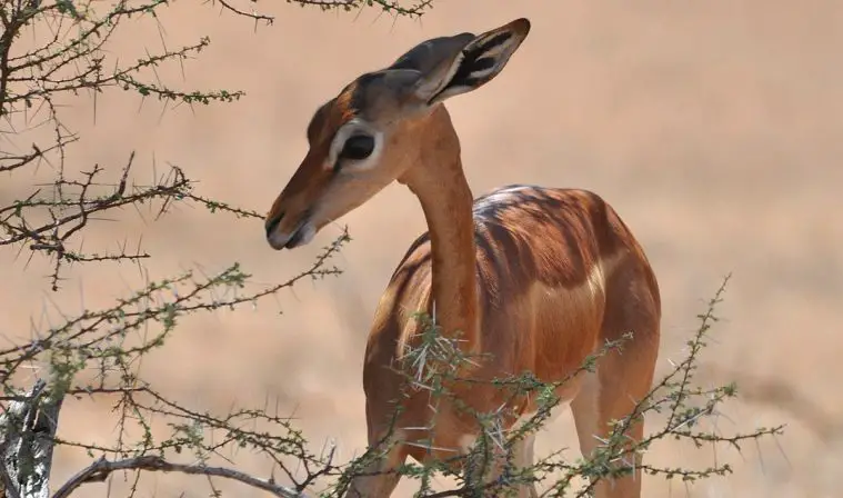 Gerenuk (Litocranius walleri)