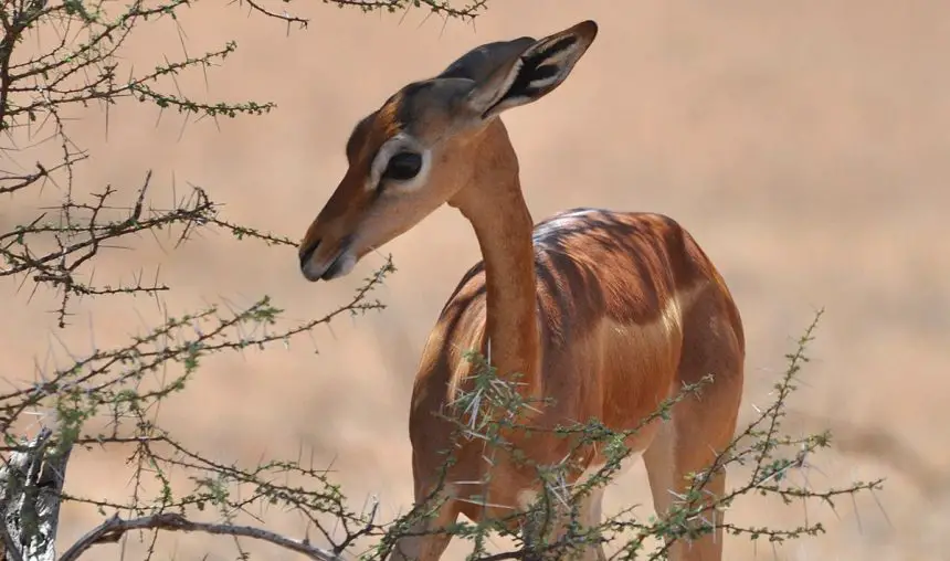 Gerenuk The Animal Facts
