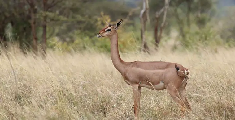 Gerenuk (Litocranius walleri)