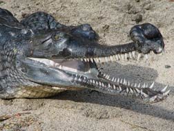 Gharial