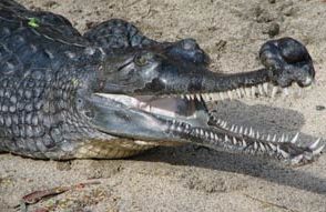 Gharial