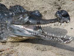 Gharial