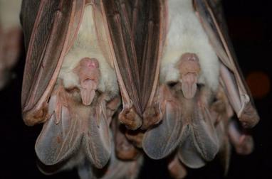 Ghost Bat - The Animal Facts - Appearance, Diet, Habitat, Lifespan, Range