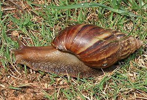 giant african land snail