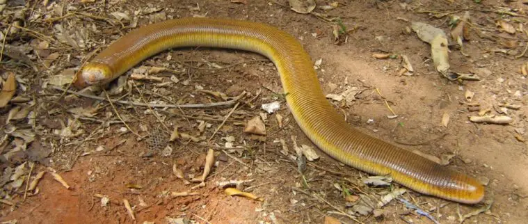 Giant Amphisbaenian (Amphisbaena alba)